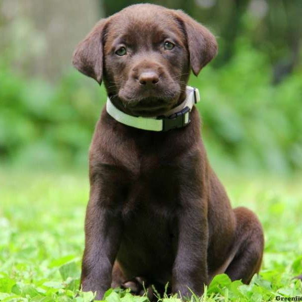 Roxy, Labrador Retriever-Chocolate Puppy