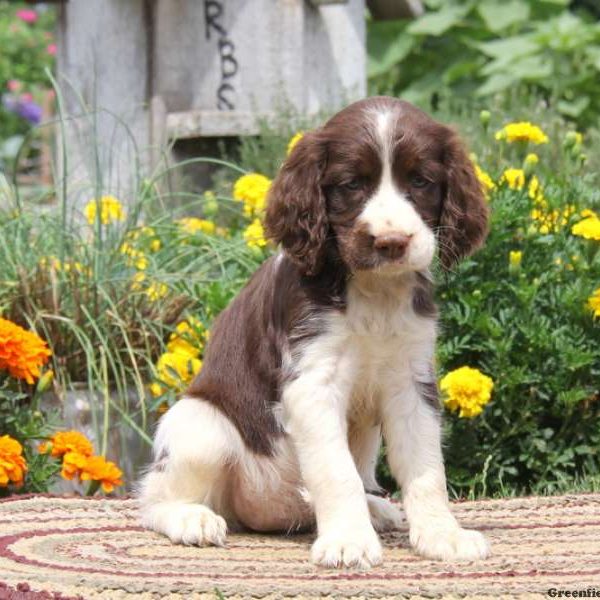 Roxy, English Springer Spaniel Puppy