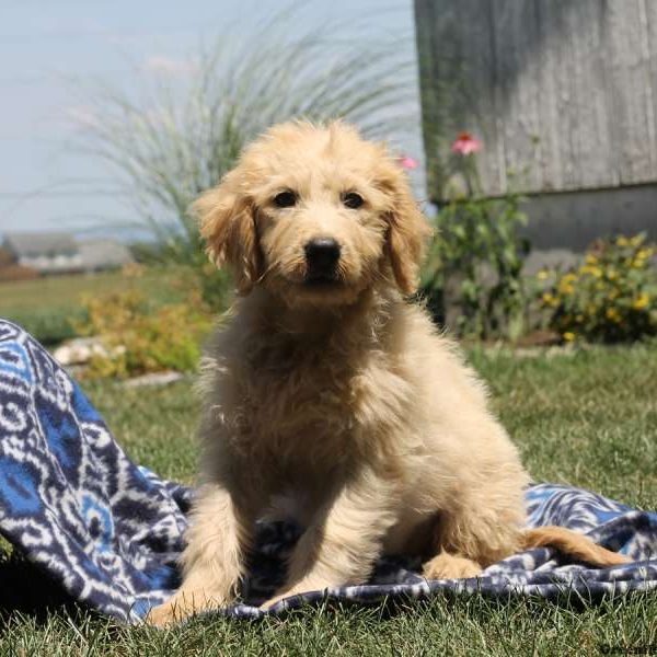 Roxy, Golden Retriever Mix Puppy