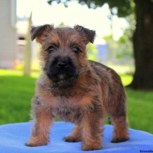 Roxy, Cairn Terrier Puppy