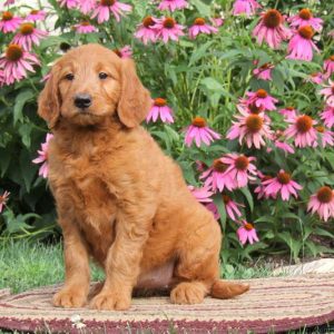 Roxy, Goldendoodle Puppy