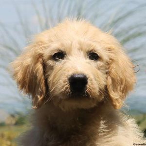 Roxy, Golden Retriever Mix Puppy