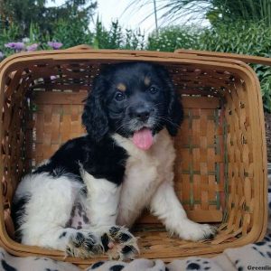 Roxy, Cocker Spaniel Puppy