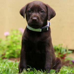 Roxy, Labrador Retriever-Chocolate Puppy