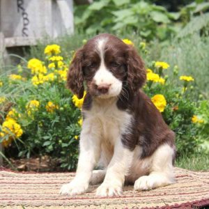 Roxy, English Springer Spaniel Puppy