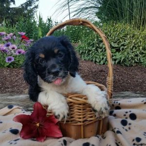 Roxy, Cocker Spaniel Puppy