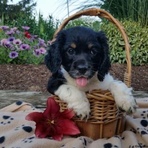 Roxy, Cocker Spaniel Puppy