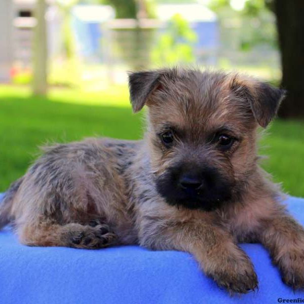 Roy, Cairn Terrier Puppy