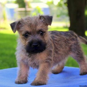 Roy, Cairn Terrier Puppy