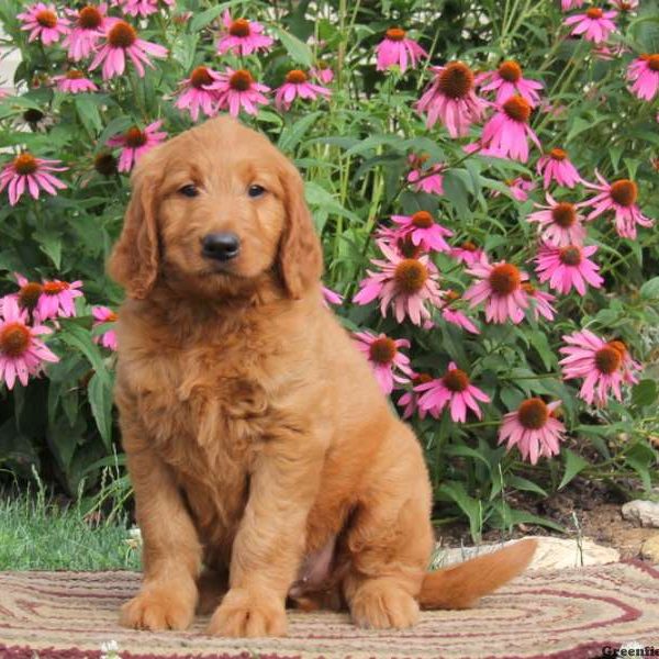 Royal, Goldendoodle Puppy