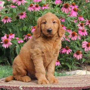 Royal, Goldendoodle Puppy