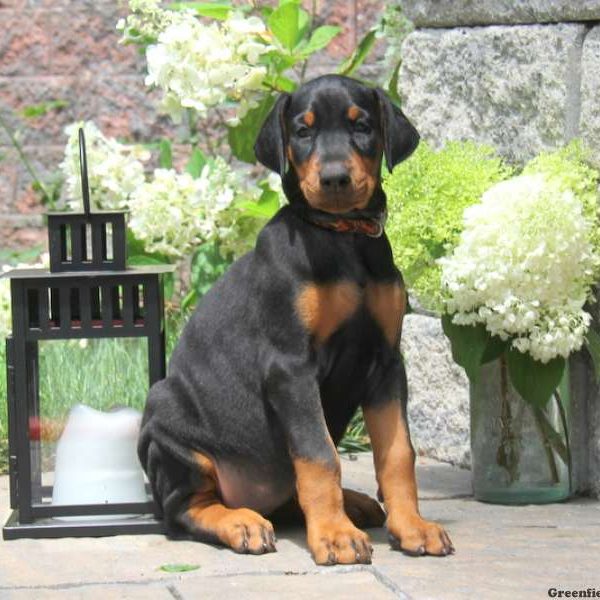 Ruby, Doberman Pinscher Puppy