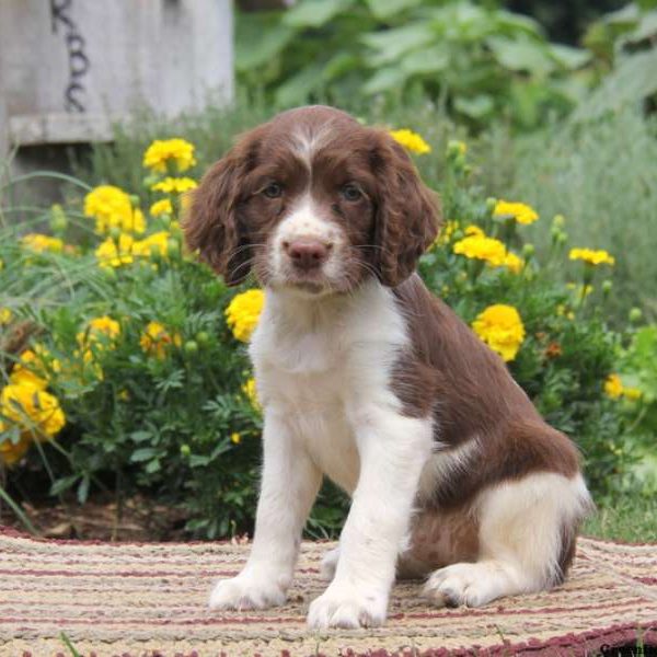 Ruby, English Springer Spaniel Puppy