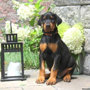 Ruby, Doberman Pinscher Puppy