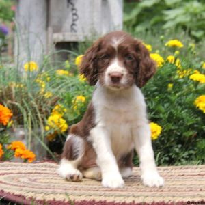 Ruby, English Springer Spaniel Puppy