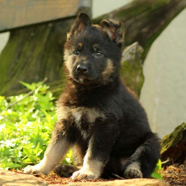 Rudy, German Shepherd Puppy