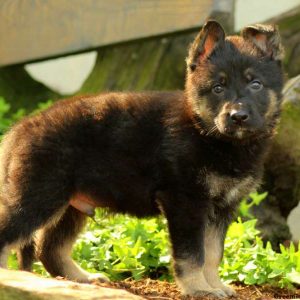 Rudy, German Shepherd Puppy