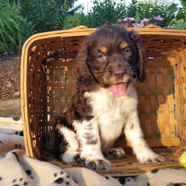 Rufus, Cocker Spaniel Puppy