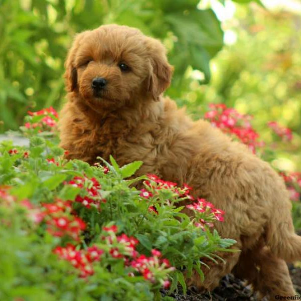 Rufus, Goldendoodle-Miniature Puppy