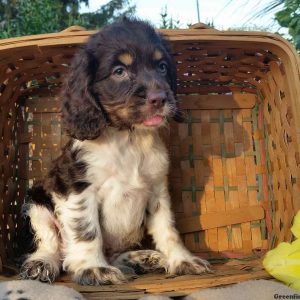 Rufus, Cocker Spaniel Puppy