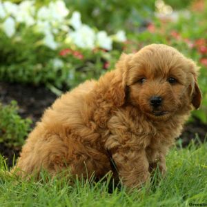 Rufus, Goldendoodle-Miniature Puppy