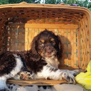 Rufus, Cocker Spaniel Puppy