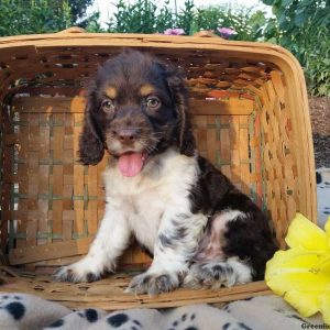 Rufus, Cocker Spaniel Puppy