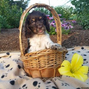 Rufus, Cocker Spaniel Puppy