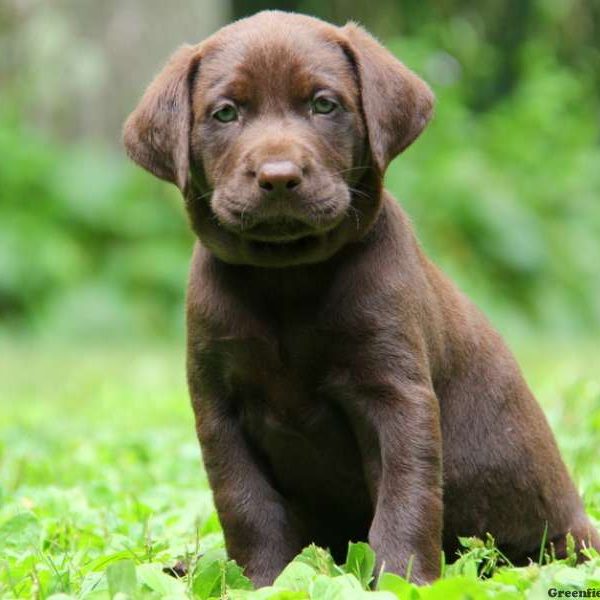 Russell, Labrador Retriever-Chocolate Puppy