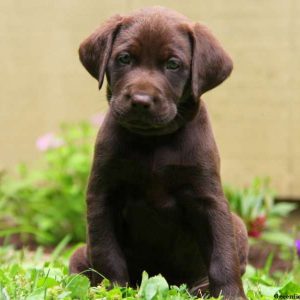 Russell, Labrador Retriever-Chocolate Puppy