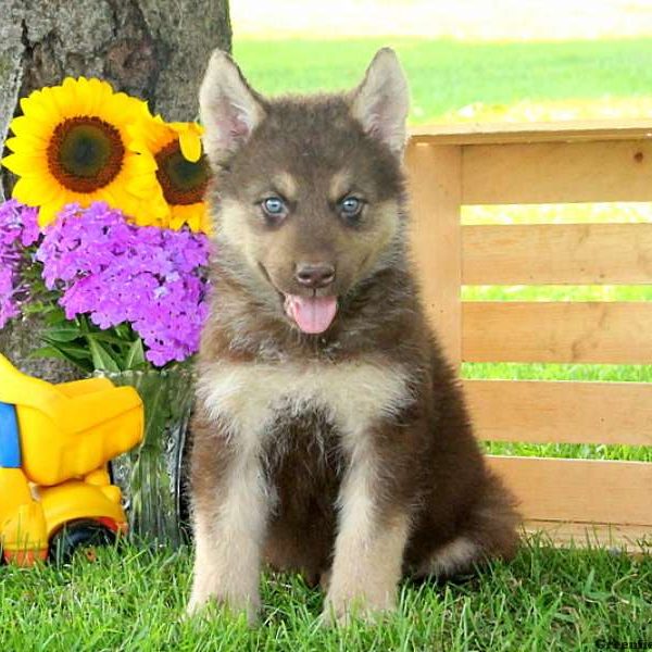 Rusty, Alaskan Malamute Mix Puppy