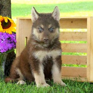 Rusty, Alaskan Malamute Mix Puppy