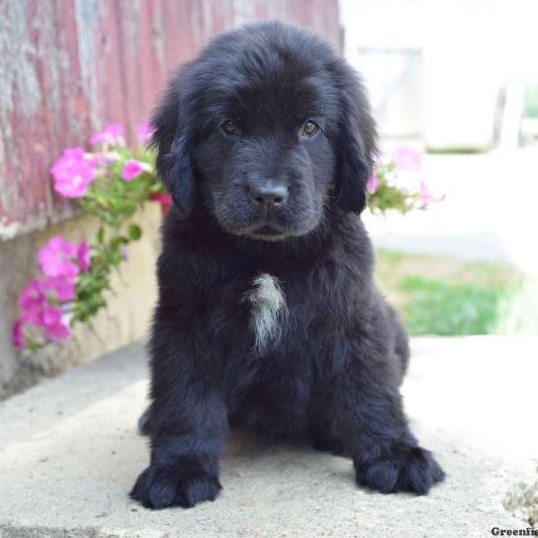 Ruthie, Newfoundland Puppy