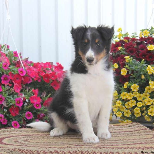 Ruthie, Shetland Sheepdog Puppy