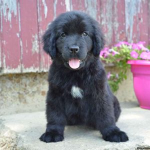 Ruthie, Newfoundland Puppy