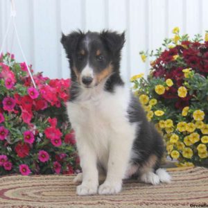 Ruthie, Shetland Sheepdog Puppy