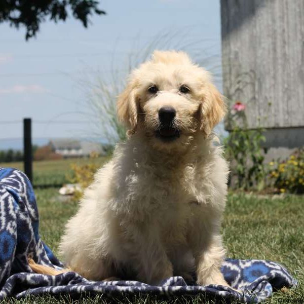 Ryan, Golden Retriever Mix Puppy