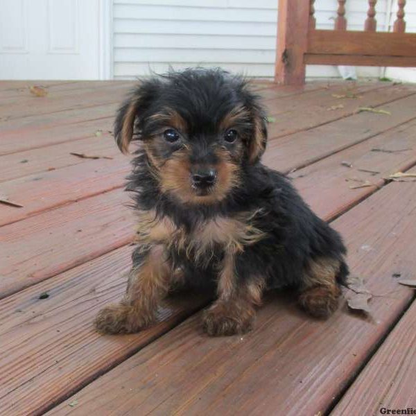 Ryan, Yorkshire Terrier Puppy