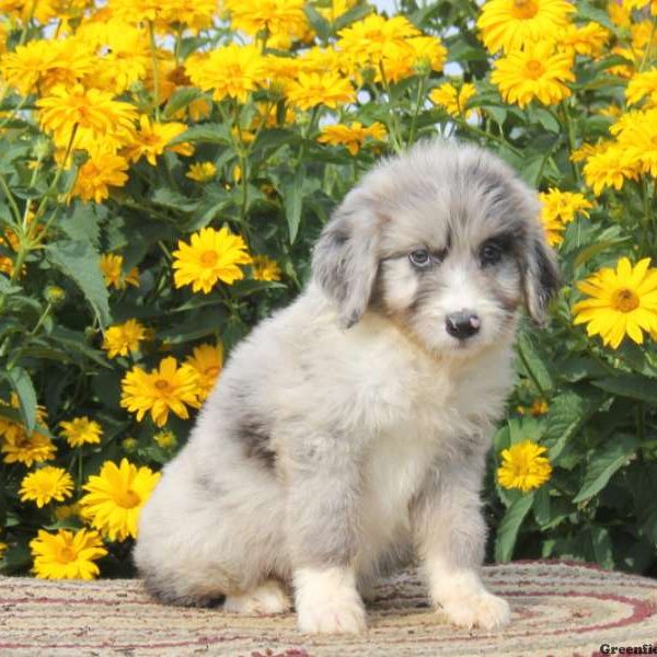 Ryan, Aussiedoodle Puppy