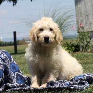 Ryan, Golden Retriever Mix Puppy