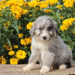 Ryan, Aussiedoodle Puppy