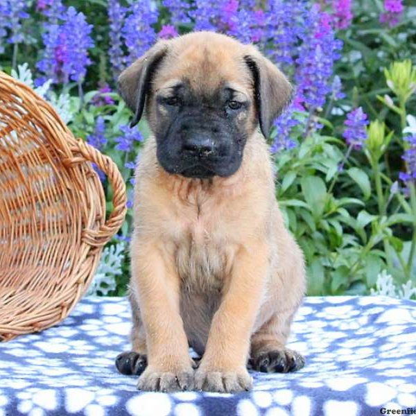 Sabrina, English Mastiff Puppy