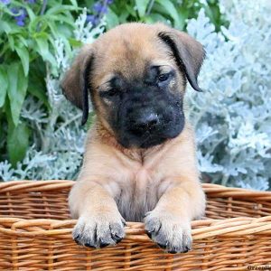 Sabrina, English Mastiff Puppy