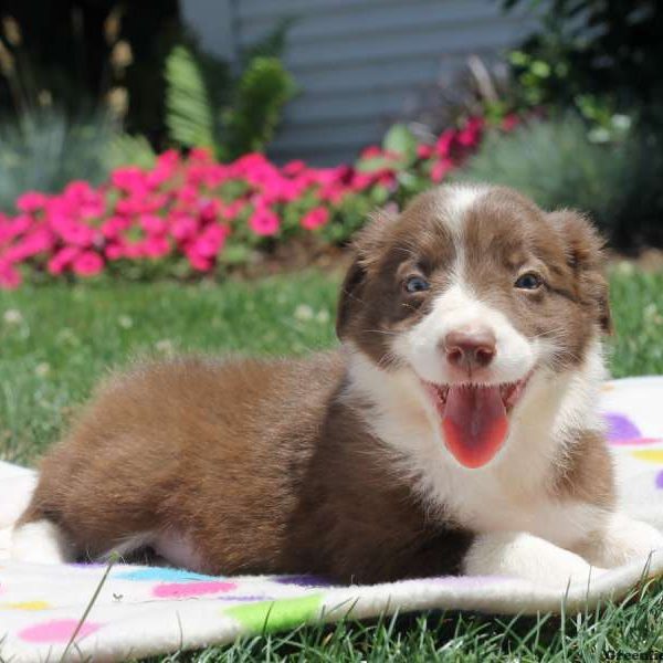 Sadie, Border Collie Puppy