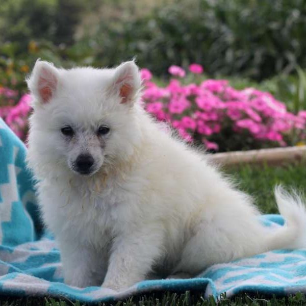 Sadie, American Eskimo Puppy