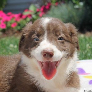 Sadie, Border Collie Puppy