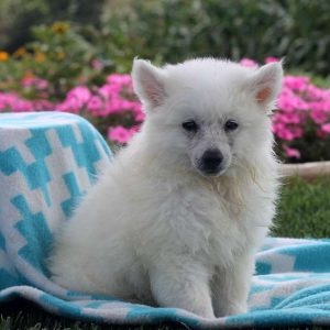 Sadie, American Eskimo Puppy