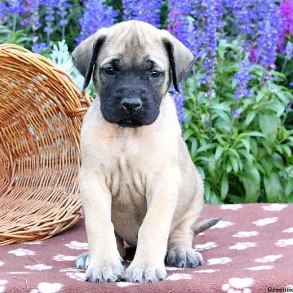 Saffron, English Mastiff Puppy