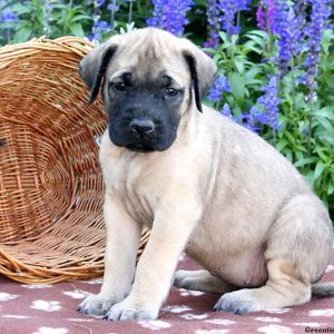 Saffron, English Mastiff Puppy