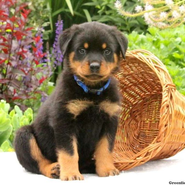 Sailor Dean, Rottweiler Puppy